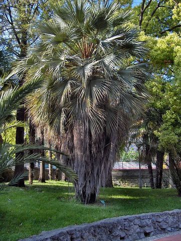 Palma Azúl (Brahea armata)