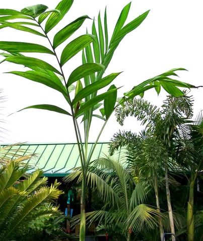 Chamaedorea (Chamaedorea arenbergiana)
