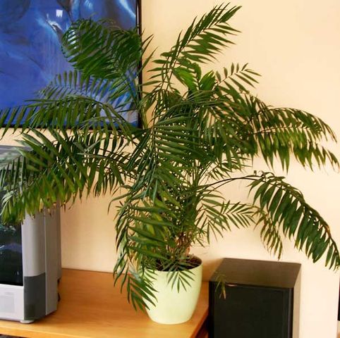 Palma Camedor (Chamaedorea elegans)