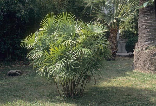 Palma Rapis (Rhapis excelsa)