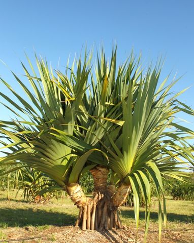 Palma Pandanus (Pandanus utilis)