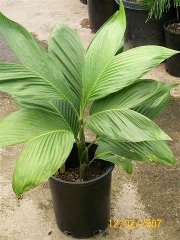 Pata de Vaca (Chamaedorea ernesti-augustii)