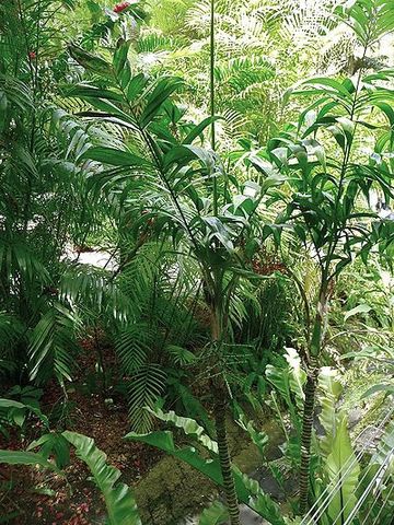 Palma Veracruz (Chamaedorea klotzschiana)