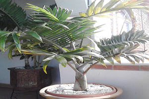 Palma Mascareña Roja