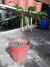 Caoba