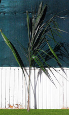 Palma coco plumoso
