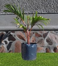 Palma Areca Cubana