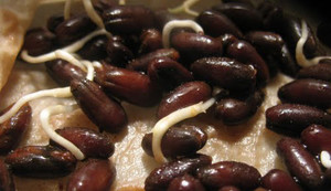 Semilla Palma Rubelina