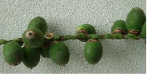 Semilla Palma Coco Plumoso