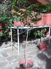 Cedro Rojo
