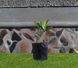 Palma zamia